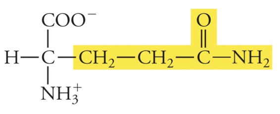 <p>Gln (Q)</p>