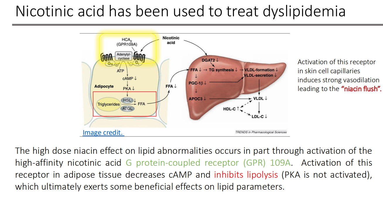 <p>decreases cAMP and inhibits lipolysis (PKA is not activated)</p>