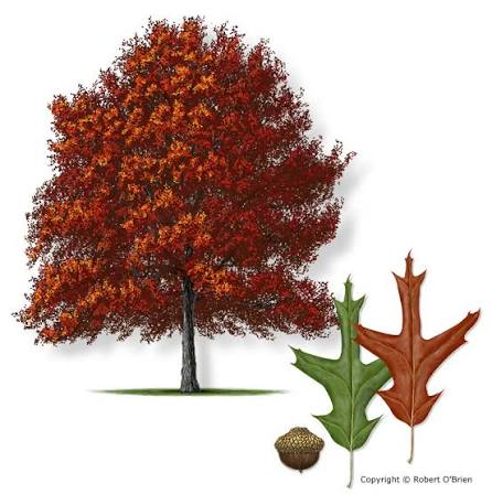 <p>Native to AR</p><p>Leaves alternate, simple</p><p>sharp bristles at ends of leaves, bell-shaped base</p>