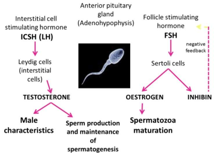<p>Testosterone & Oestrogen </p>