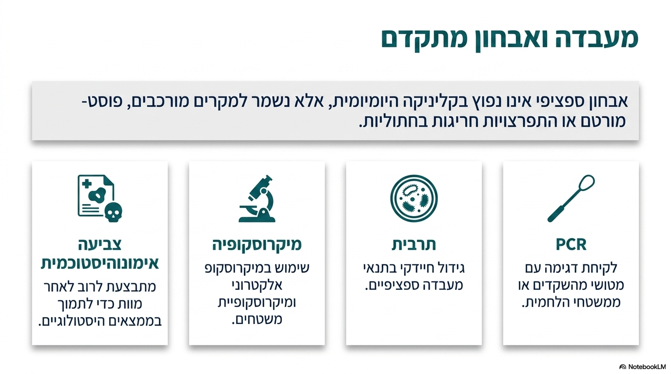<p><span>האבחון המעבדתי אינו נפוץ בשימוש קליני שגרתי, ומבוצע בעיקר במקרים מיוחדים באמצעות:</span></p><ol><li><p><strong>בדיקת פי.סי.אר :</strong> מבוצעת בדרך כלל על ידי לקיחת דגימה עם מטוש מאזור השקדים של החתול.</p></li><li><p><strong>גידול בתרבית:</strong> בידוד וגידול של הווירוס במעבדה.</p></li><li><p><strong>מיקרוסקופ אלקטרוני:</strong> לצפייה ישירה במבנה הווירוס.</p></li><li><p><strong>צביעה אימונוהיסטוכמית:</strong> מבוצעת בדרך כלל לאחר המוות (על רקמת מוח או ריאה) כאשר הממצאים ההיסטולוגיים תומכים בכך</p></li></ol><p></p>