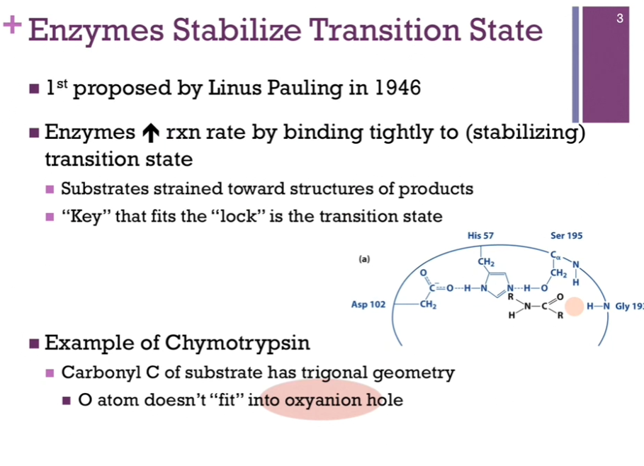 <p>Proposed by <strong>Linus Pauling</strong>.</p><p>Suggests that enzymes help to STABILIZE the transition state. <strong>AKA enzymes increase the reaction rate by binding tightly to and thereby stabilizing the transition state</strong>! Remember: our transition state is the midpoint between our <strong>substrates </strong>and products (Clarification: The structure of the transition state has characteristics of both the substrate and the product. For example, suppose a reaction breaks a bond: Substrate: A-B. Product: A + B.). SO, at that point, we are STRAINING the substrates to form products.</p><p>In this model, the enzyme is still the lock, but the key that fits the lock perfectly is the TRANSITION.</p><p>Example of Chymotrypsin:</p><p>HERE we have the catalytic triad in the active site. OUR peptide = in black!! (look at schematic!). Peptide bond between the N and C being the scissile bond that we’re going to break. At this point, the enzyme has BOUND the substrate, but no reaction has occurred! Notice the carbonyl carbon has trigonal geometry. In this model of <strong>SUBSTRATE BINDING</strong>, we see that the carbonyl oxygen (in black) is <strong>NOT close enough to the amine group of this glycine residue to have ANY contact </strong>whatsoever! Peach color oval area = referred to as the <strong>oxyanion hole</strong>!</p>