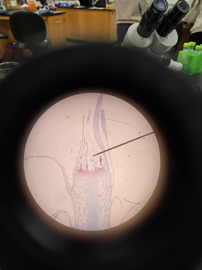 <ol><li><p>what is the phylum?</p></li><li><p>is this an archegonium or an antheridium?</p></li><li><p>what is the ploidy?</p></li></ol><p></p>