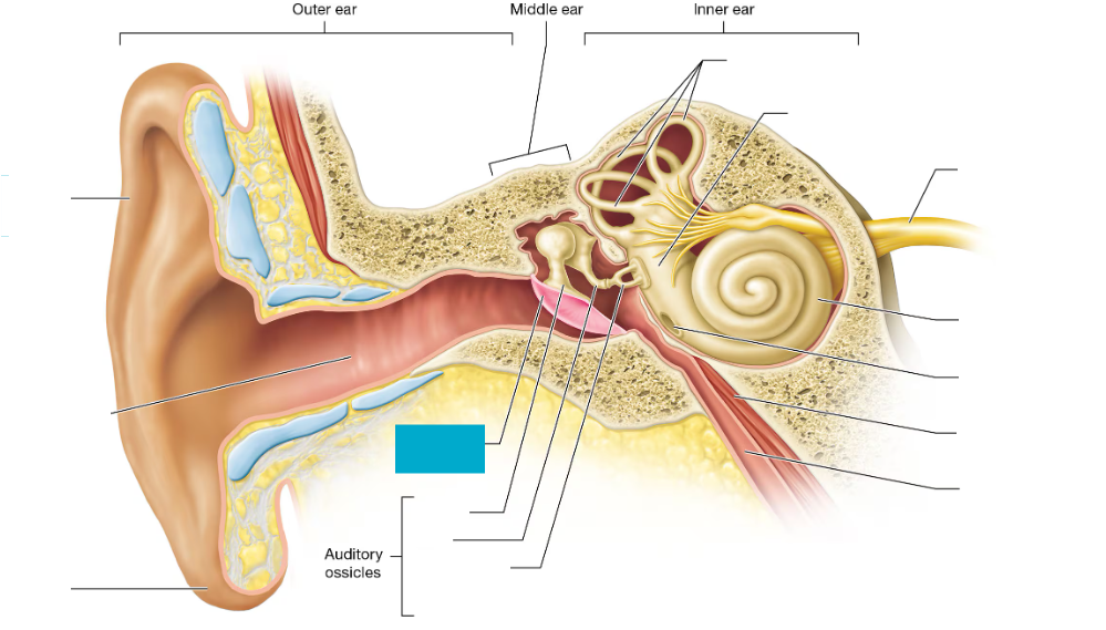 <p>Thin membrane (eardrum) that vibrates when sound waves hit</p>