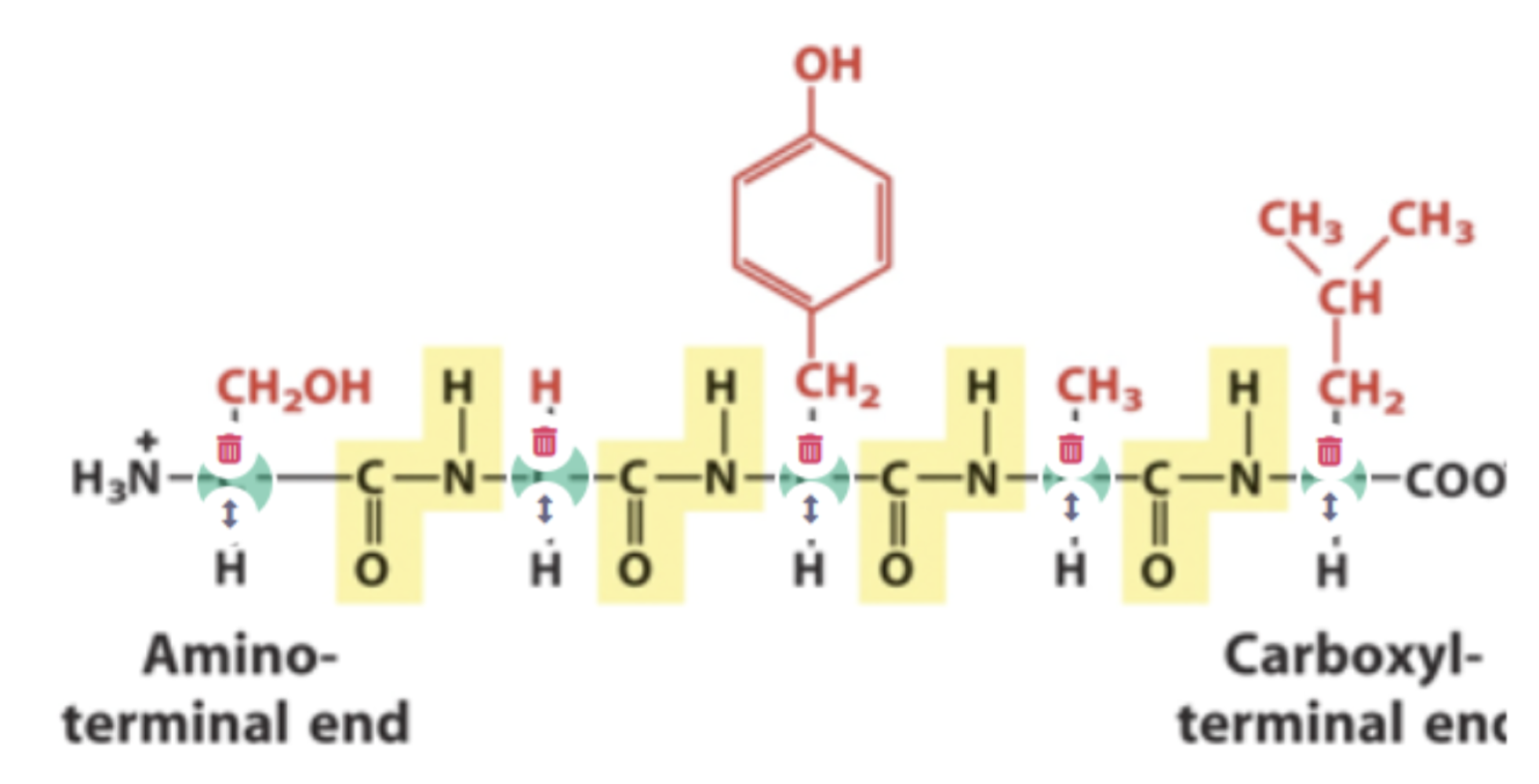 <p>Alpha carbons highlighted in blue, peptide bonds highlighted in yellow</p>