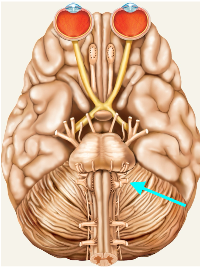 <p>Nerve, number, sensory or motor?</p>