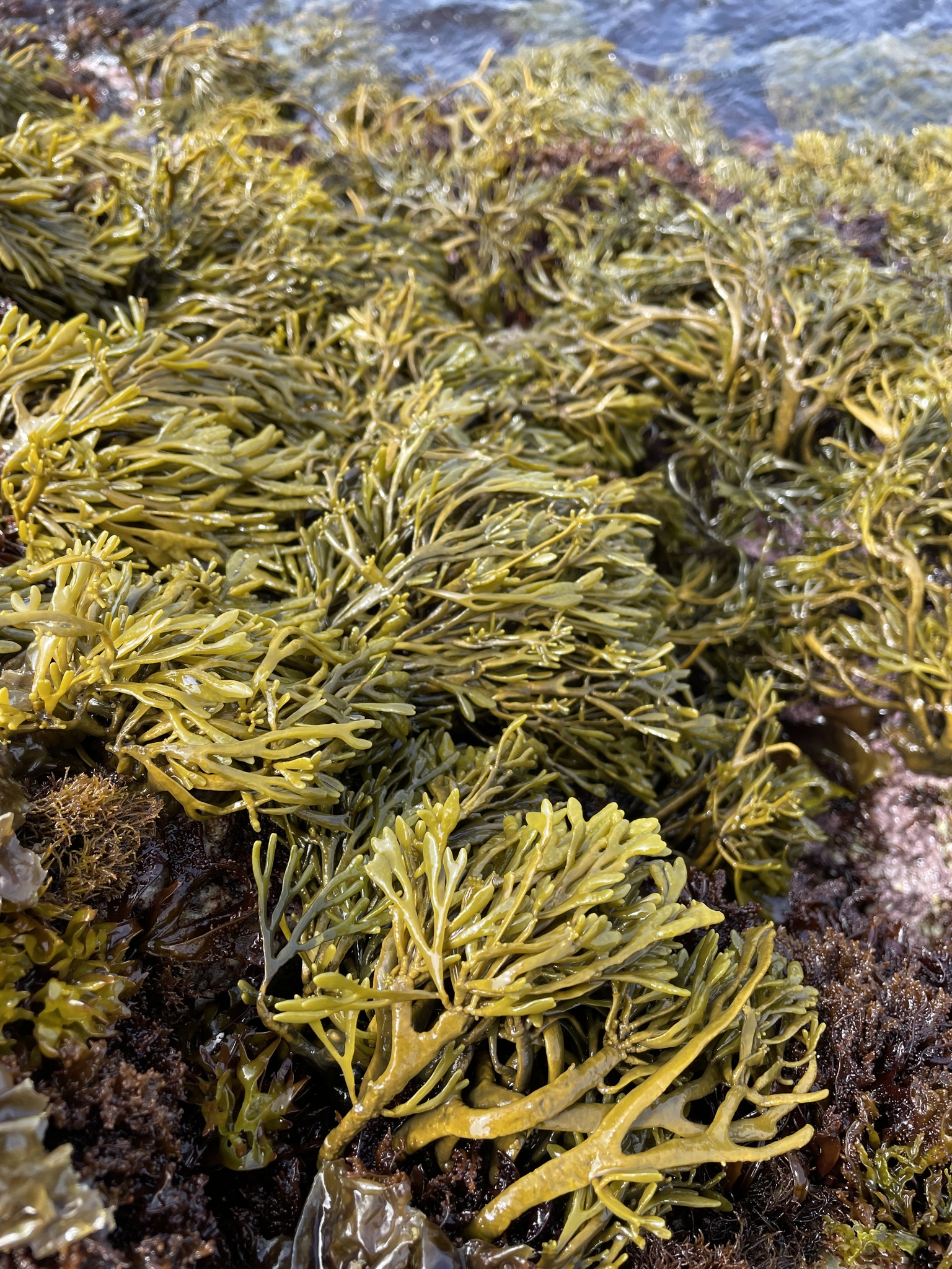 <p>Spindle-shaped Rockweed</p>