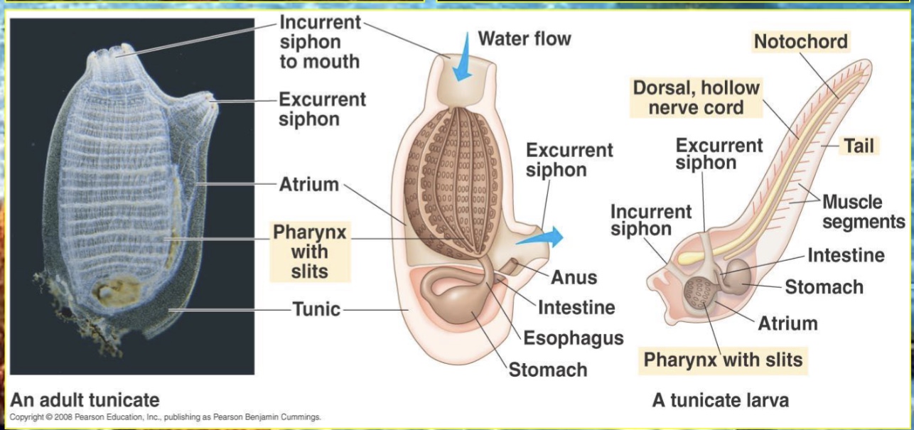 <p>• Sea Squirts/ tunicates</p><p>• Larvae are free swimming</p><p>• Adult-asymetrical</p><p>• Have protective sheath called tunic</p>