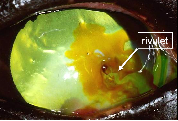 <p>What test is used for eye perforations?</p>