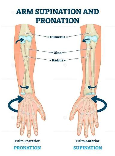 <p>transverse plane. forearm/hand</p>