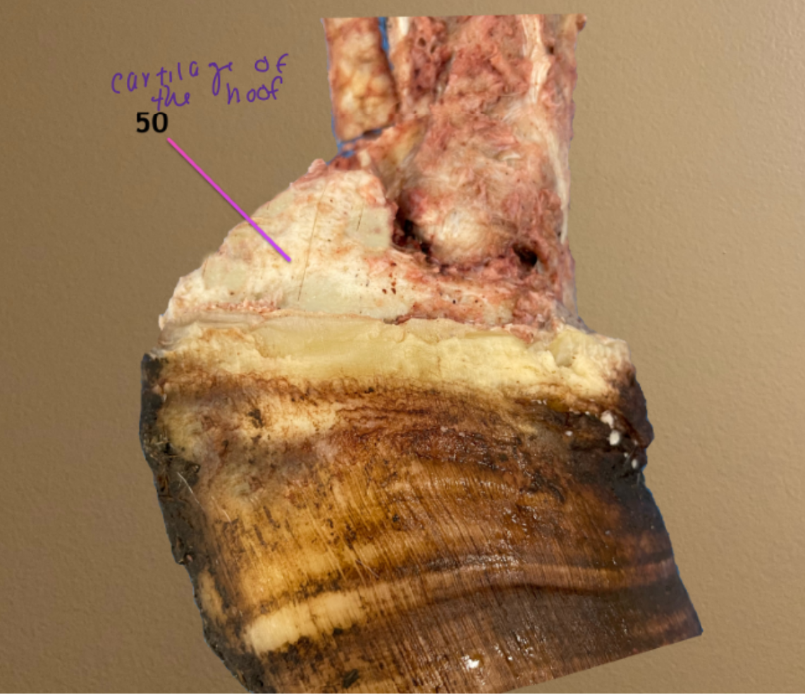 <p>cartilage of the hoof</p>