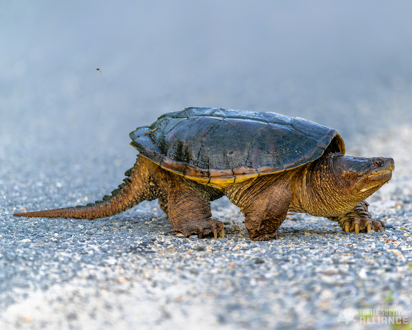 <p>Eastern Snapping Turtle </p>