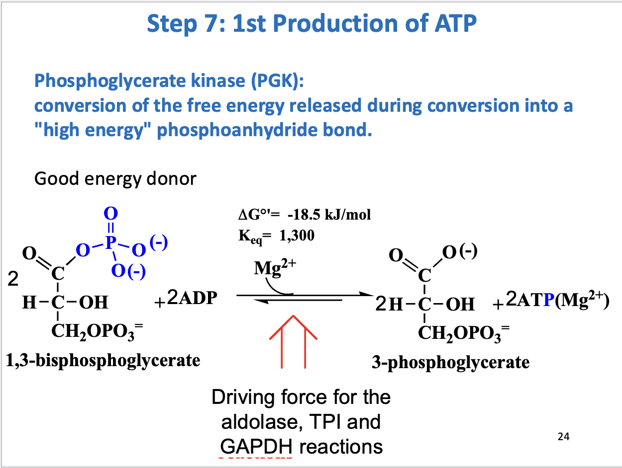 <ul><li><p>1st production of ATP</p></li><li><p>Substrate: 2 1,3 bisphosphoglycerate, 2 ADP, Product: 2 3-phosphoglycerate, 2 ATP</p></li><li><p>Enzyme: phosphoglycerate kinase</p></li><li><p>Negative delta G (drives aldolase, TPI, and GAPDH reactions forward)</p></li></ul><p></p>