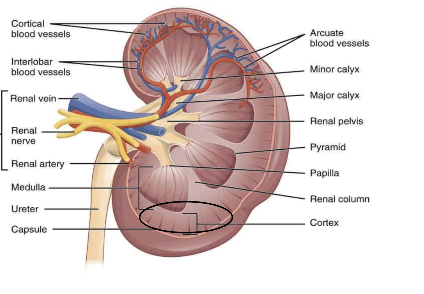 <p>this <span>region is essential for blood filtration, producing urine, and regulating blood pressure</span></p>