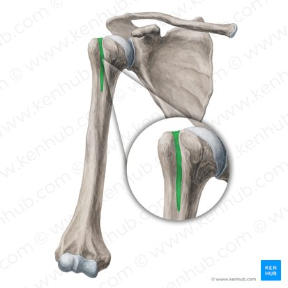 <p>the groove running between the greater and lesser tubercles </p>