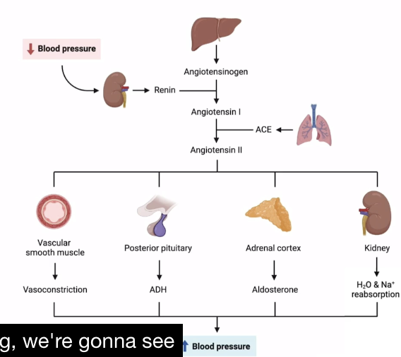 <p>System of hormones, tissues, and organs capable of increasing blood pressure in response to detected low blood pressure </p>