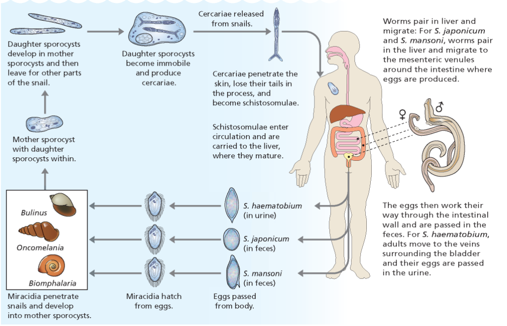 <p>Trematodes and fluke flatworms with indirect life cycle. Must come from contaminated water. Mansoni- definitive hosts are humans, primates, rodents and pathology comes from trapped eggs where the spleen and liver are effected, Japonicum- humans + 40 species, common in water buffalo, causes zoonosis and pathology is worse than S.mansoni because there are more eggs produced. S.haematobium- most human specific in the bladder and urine, can cause bladder cancer, kidney issues, and female genital damage leading to HIV risk. </p>