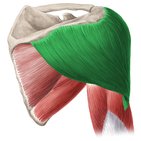 <p>Deltoid</p>