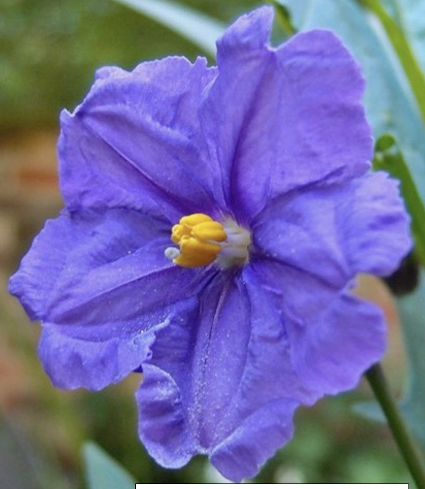 <p>Type of petals</p>