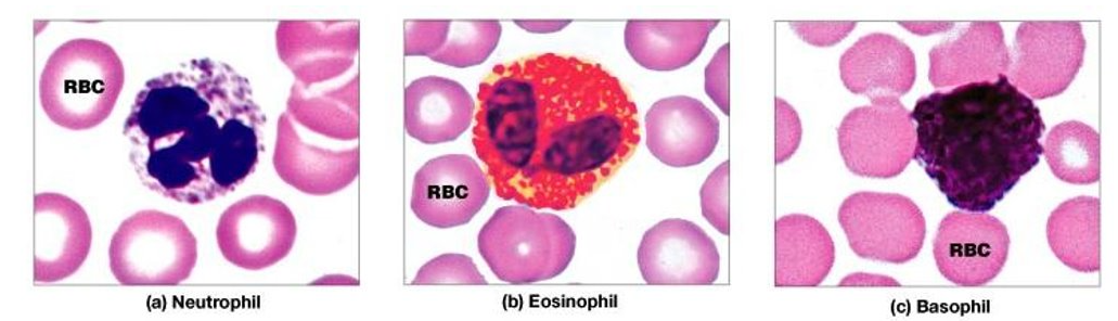 <p>contains conspicuous cytoplasmic granules that appear upon staining; </p><p>types include:</p><ul><li><p>neutrophil</p></li><li><p>eosinophil</p></li><li><p>basophil</p></li></ul><p></p>