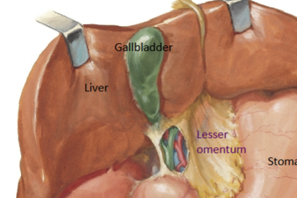 <p>Celiac trunk (hepatic artery) and hepatic portal vein vasculature (recieves deoxygenated but nutrient rich blood from all other GIT organs). Lots of functions (carb, fat, protein metabolism; detoxify; blood maintence = old RBC/WBC breakdown, plasma protein secretion; synthesis of <strong>bile</strong>). Arragned in functional hepatic lobules. </p>