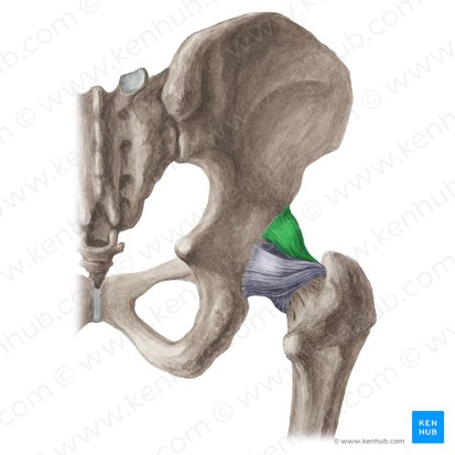 <p>What is the role of the iliofemoral ligament?</p>