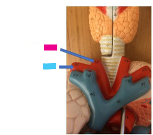 <p>What is the blue arrow?</p>