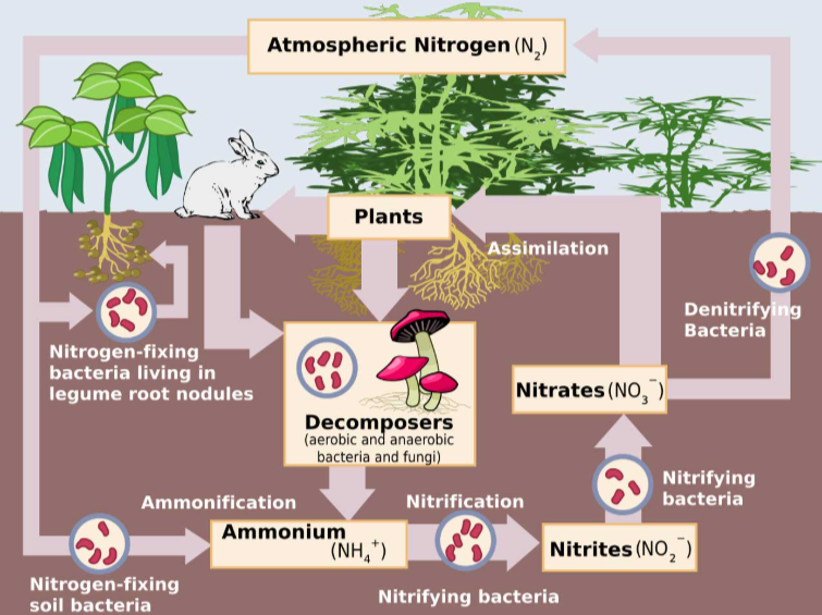 <p>nitrogen is important for the formation of amino acids, proteins, and nucleic acids</p>