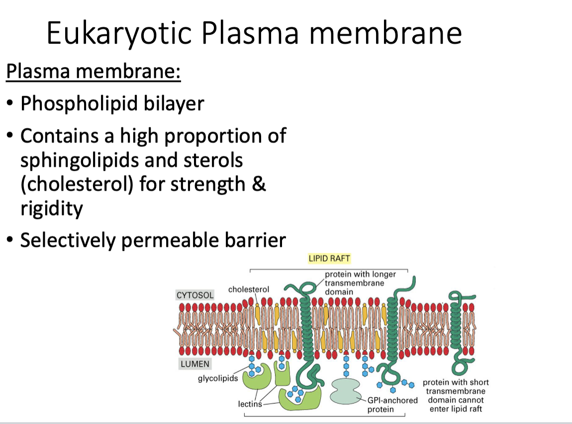 <p>Plasma membrane</p><ul><li><p>contains high proportion of sphingolipids & sterols (cholesterol) for <strong>strength & rigidity</strong></p></li><li><p><strong>selectively permeable barrier</strong> </p></li></ul><p></p>