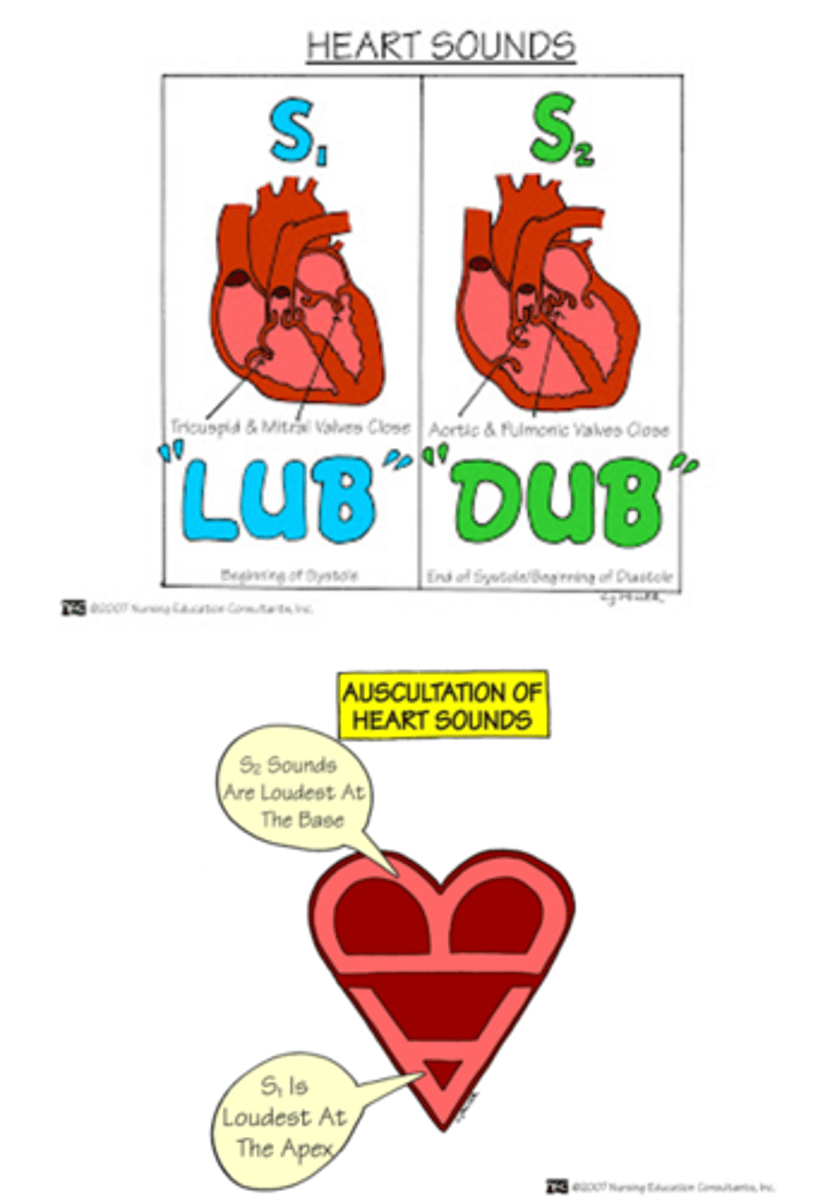 <p>1. Bicuspid/mitral</p><p>2. Tricuspid</p>
