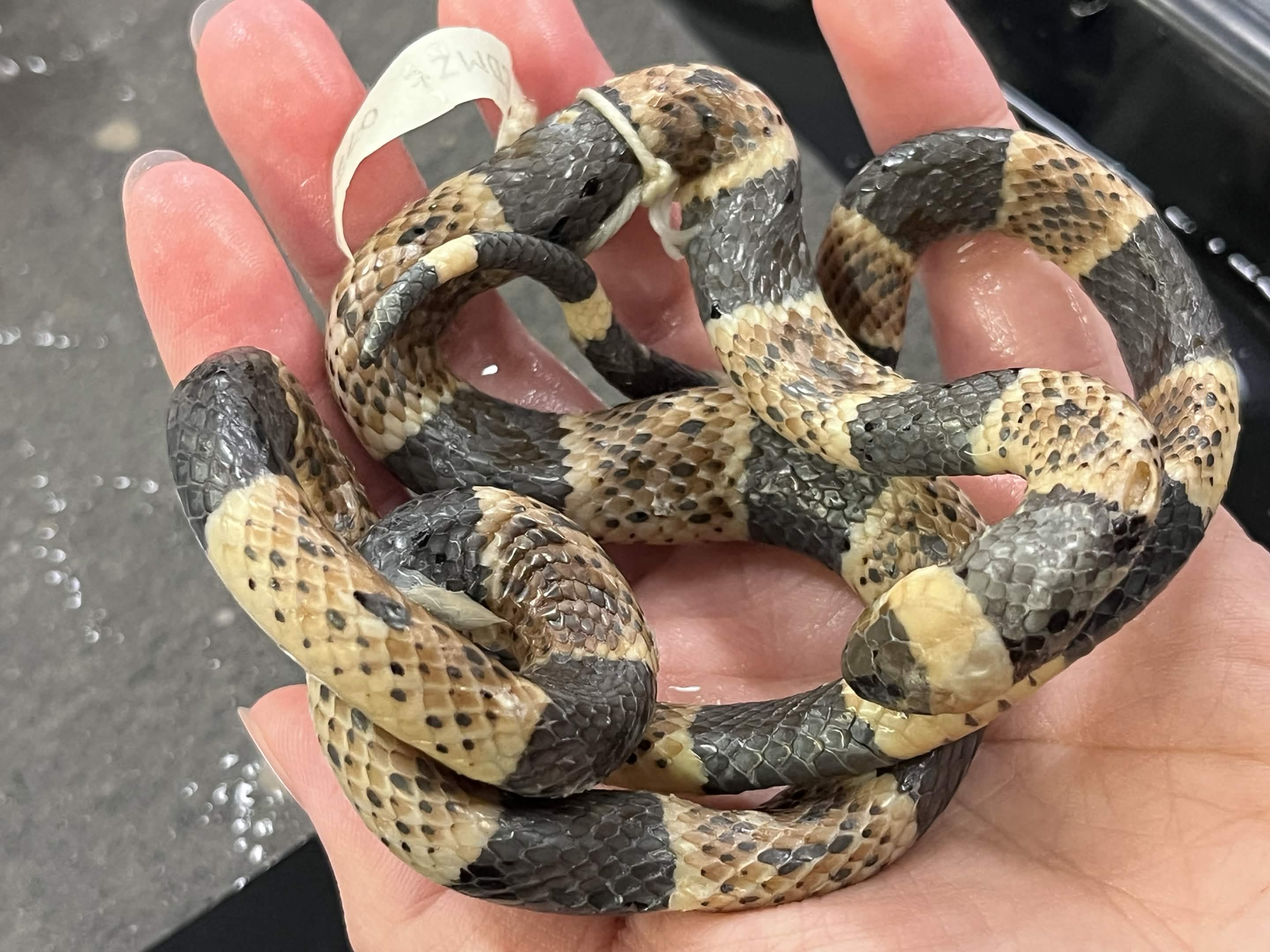 <p>Infraorder + Super Family + Family?</p>