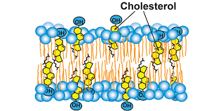 <p>What is the role of cholesterol in the cell membrane?</p>