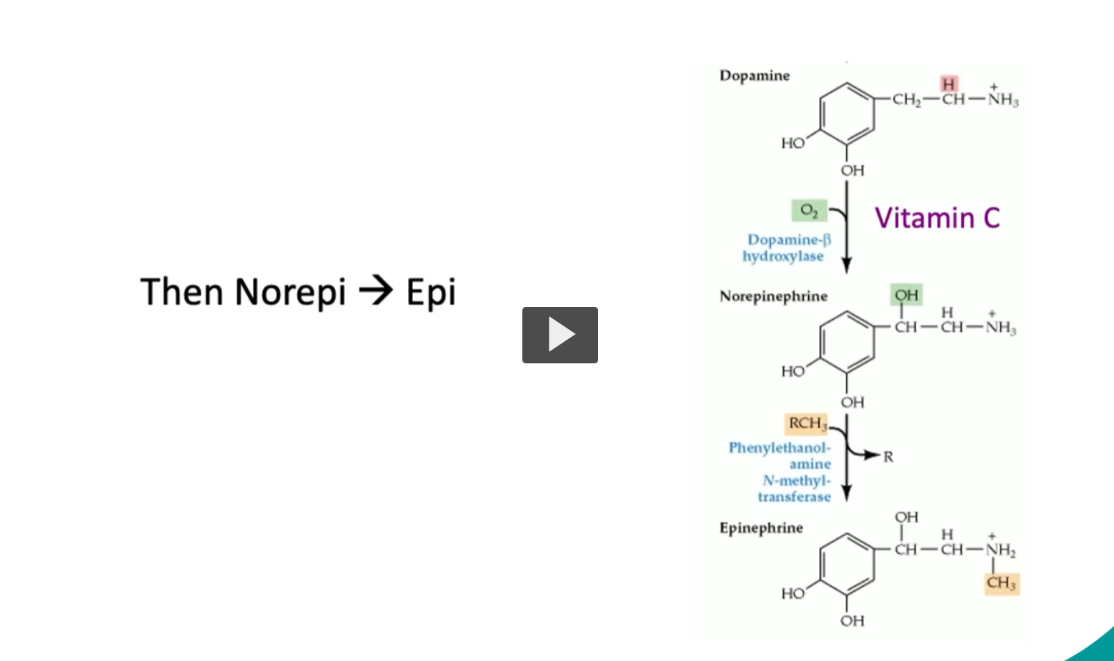<p><u>Then Norepi → Epi</u></p><ol><li><p>Dopamine (Dopamine-β hydroxylase adds OH to Dopamine) → <strong>Norepinephrine </strong><br><strong>Vitamin C (ascorbic acid)</strong> is a <strong>water-soluble antioxidant</strong> that also acts as an <strong>enzyme cofactor. </strong></p></li></ol><p>Therefore, without adequate Vitamin C, noepinephrine production is impaired. </p><p><strong>Works</strong> by <strong>maintaining </strong>the proper <strong>redox (electron) state</strong> of the enzyme.</p><ol start="2"><li><p>Norepinephrine (Phenylethanolamine N-methyl-transferase It <strong>adds a methyl group (–CH₃)</strong> to norepinephrine) → Epinephrine</p></li></ol><p><strong>Methyl donor:</strong> <strong>SAM (S-adenosylmethionine)</strong></p><p><strong>Location: Mainly</strong> in the <strong>adrenal medulla</strong></p><p>RCH₃ (this is the methyl group added) </p>