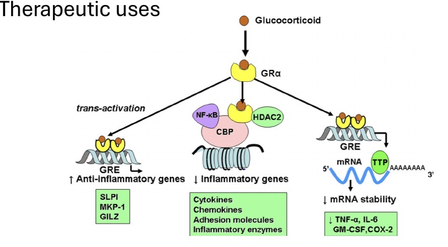 <ol><li><p>Transactivation → ↑ anti-inflammatory proteins</p></li><li><p>Transrepression → ↓ inflammatory gene transcription</p></li><li><p>Post-transcriptional → ↓ cytokine mRNA stability</p></li></ol><p></p>