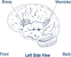 <p>responsible for comprehension of spoken language and formulation of linguistic thought (thinks of the message you want to say/speak), is an association area (interprets what you heard)</p>