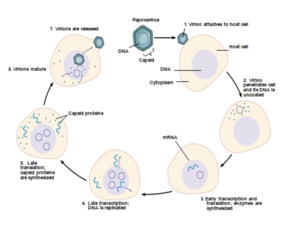 <p><span>Describe each step in the Synthesis of Papillomavirus (causes warts).</span></p><p>-release</p>