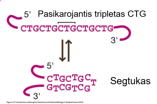 <p>pasikartojantis fragmentas CTG, DNR užsilenkia</p>