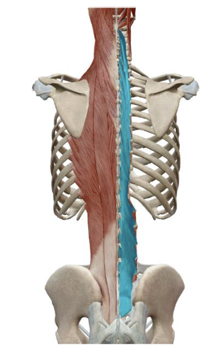 <p>which muscle, origin, insertion, innervation, and action is this</p>