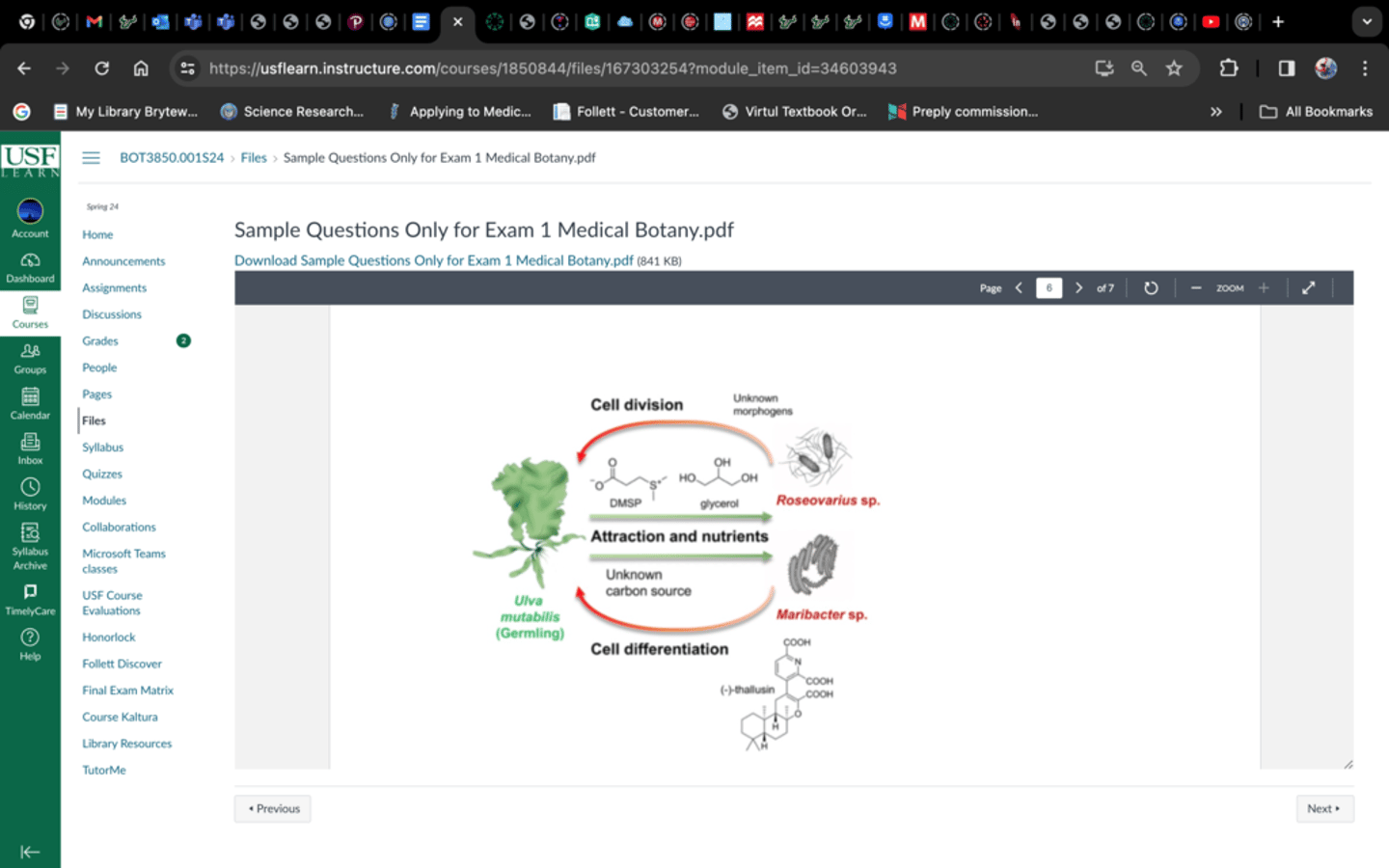 <p>The bacterial species make thallusin and and/ or other morphogens that help the macroalga with its differentiation</p>