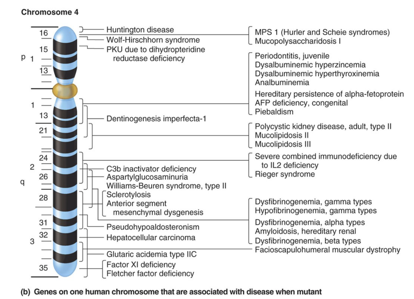 <p>What chromosome is shown on the slide?</p>
