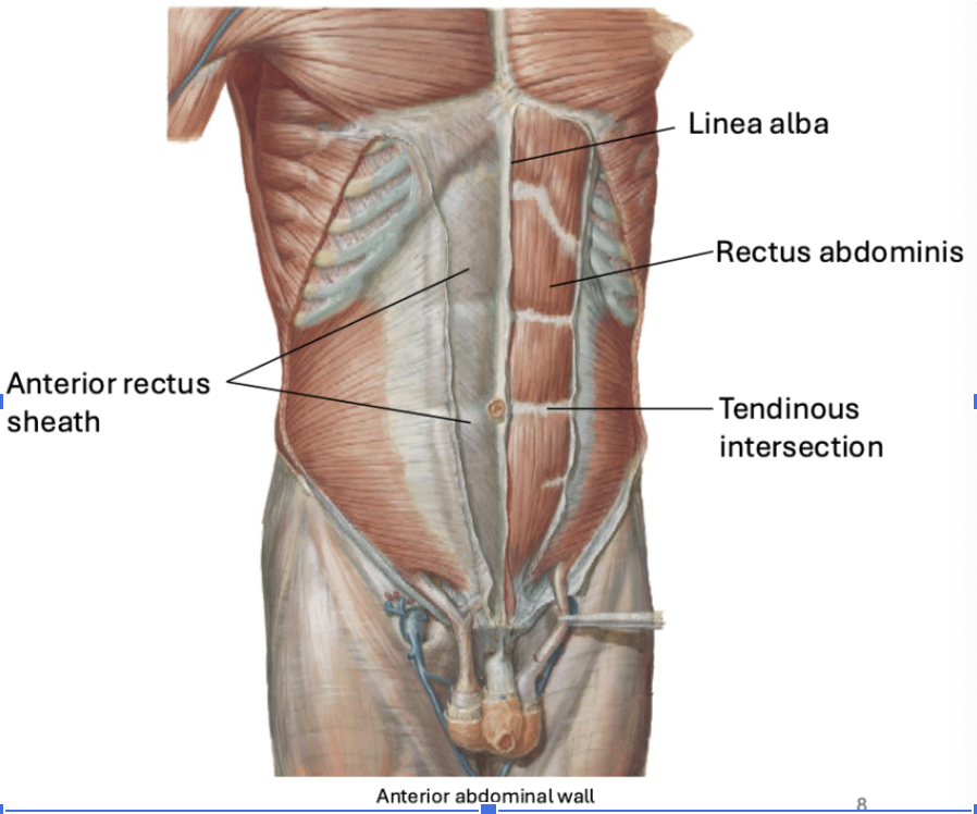 <p>What is the common insertion for all the oblique muscles?</p>