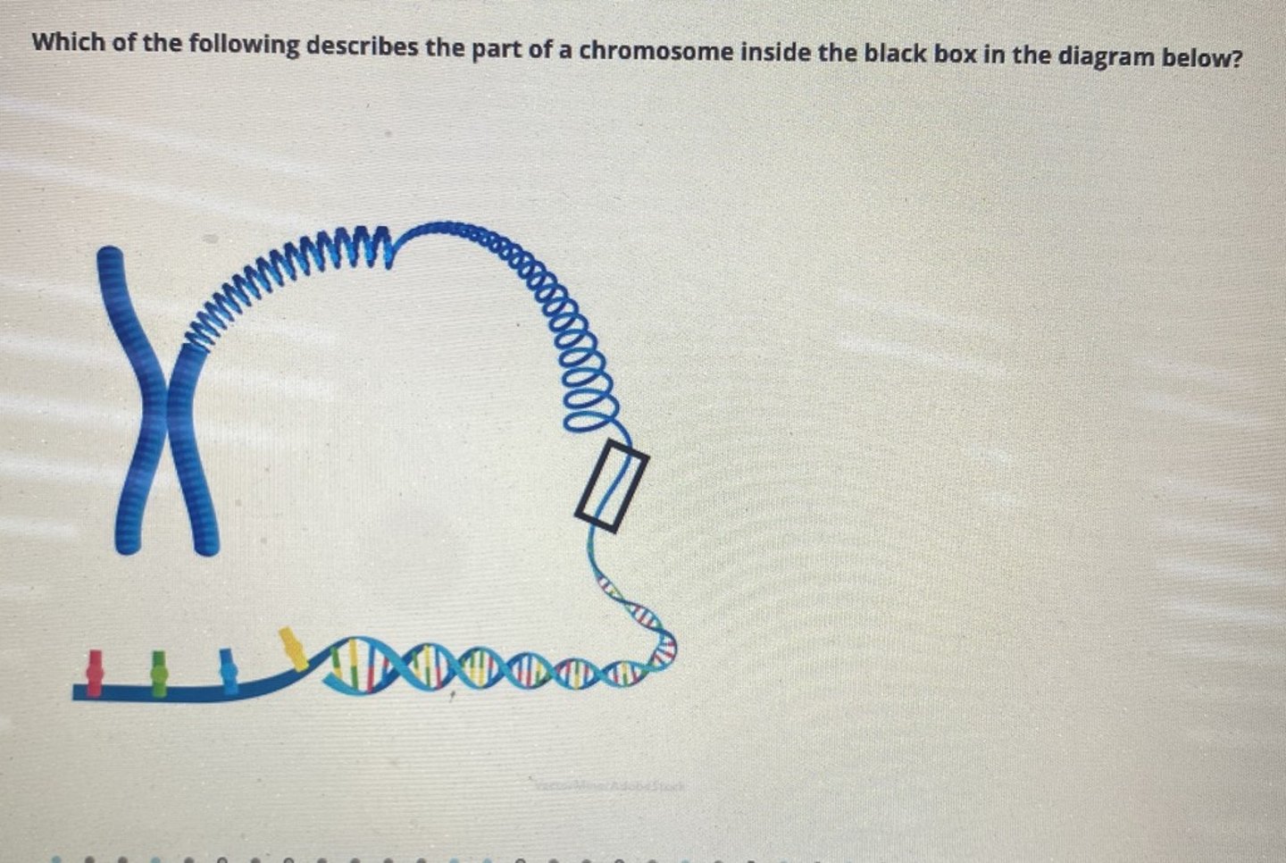 <p>Which of the following describes the part of a chromosome inside the black box?</p>