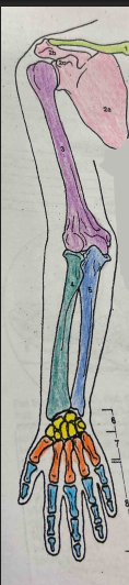 <p>What is the yellow (6) bone’s name?</p>