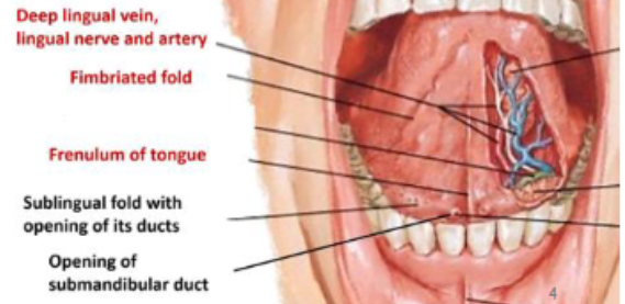 <p>mucous membrane fold under the tongue, with an opening on either side of it of the submandibular gland. there is also the sublingual folds and ducts on either side.</p>