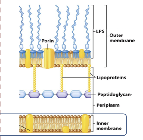<p>porous to most ions and small organic compounds</p><p>outer membrane proteins contain nonspecific porins transporting sugars and peptides</p><p>LPS layer has endotoxin released when cell dies: lipid A - short chain fatty acids linked to glucosamine dimers, core polysaccharide- 5 sugars, O polysaccharide - linked to core polysaccharide</p>