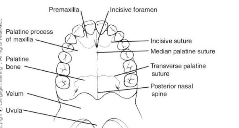 <ul><li><p>incisive suture lines</p></li><li><p>median intermaxillary palatine suture </p></li><li><p>transverse palatine palatomaxillary suture lines</p></li></ul><p></p>