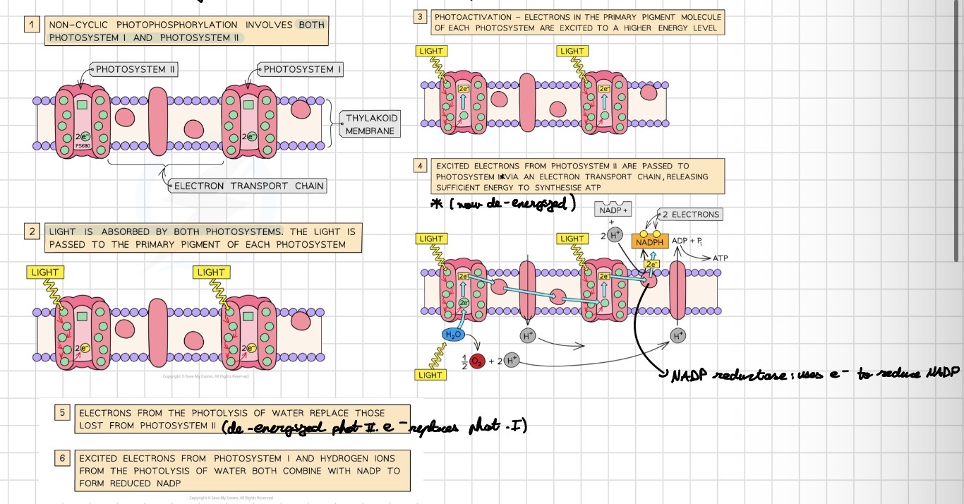 <p>• NADP is the electron carrier in photosynthesis — it must be reduced to form NADPH</p>
<p>• The reaction is catalysed by the enzyme NADP reductase</p>
<p>• NADP reductase uses electrons (from PSI) and H⁺ to reduce NADP</p>
<p>• De-energized electrons coming from PSII (via the ETC) replace those emitted from PSI</p>
