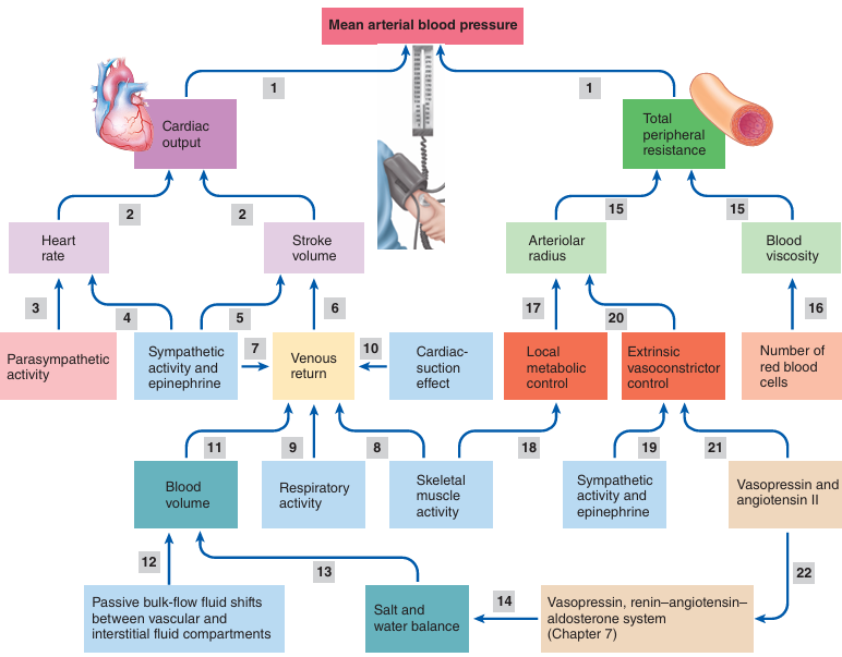 <p>arteriolar radius and blood viscosity </p>