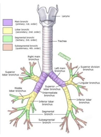 <p>carina, lobar, segmental</p>