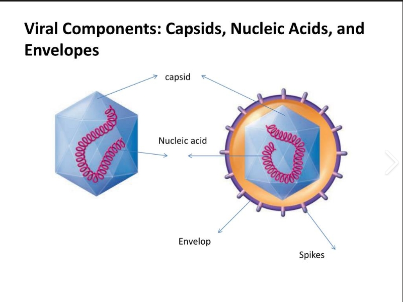 <p>The _____ is the protein shell of a virus that protects its genetic material and plays a crucial role in the virus's ability to infect host cells.</p>